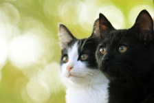 中川翔子「猫は大切な家族であり親友」…『猫よん』に愛あふれるコメント続々到着 画像