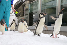 ペンギンをより身近に…「仙台うみの杜水族館」にて「ペンギン祭り」開催 画像