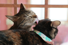 ネコと遊んでネコ助け！ 自走型の保護ネコカフェ「ネコリパブリック」 画像