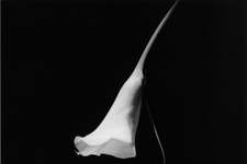 写真家ロバート・メイプルソープ展覧会開催　貴重な花の作品100余点展示 画像