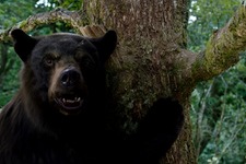 『コカイン・ベア』ハイになった森のクマさんだらけの場面カット一挙解禁 画像