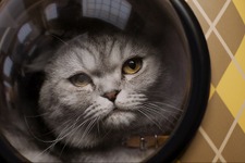 マシュー・ヴォーン監督の愛猫が重要キャラに『ARGYLLE』豪華俳優陣もメロメロ 画像