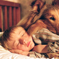 名犬ラッシー (2005) 1枚目の写真・画像