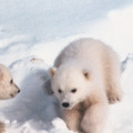 北極のナヌー 6枚目の写真・画像
