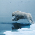 北極のナヌー 7枚目の写真・画像