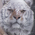 旭山動物園物語　ペンギンが空をとぶ 7枚目の写真・画像