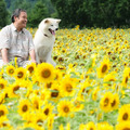 星守る犬 1枚目の写真・画像