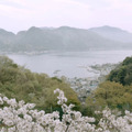 桜ノ雨 16枚目の写真・画像