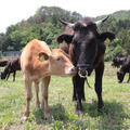 被ばく牛と生きる 2枚目の写真・画像