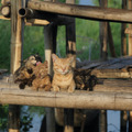 劇場版 岩合光昭の世界ネコ歩き　あるがままに、水と大地のネコ家族 2枚目の写真・画像