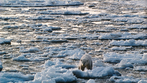 北極のナヌー 4枚目の写真・画像