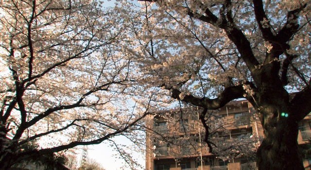 桜の樹の下 4枚目の写真・画像