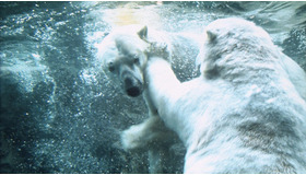 『旭山動物園物語　ペンギンが空をとぶ』 -(C) 2008『旭山動物園物語』製作委員会