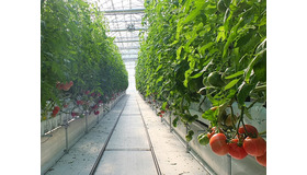 山梨県北杜市の野菜農園