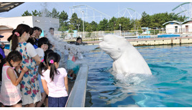 シロイルカの水吹き／横浜・八景島シーパラダイス夏休み特別イベント「アイランドサマー’15」