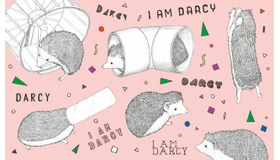 Instagramで大人気の“ハリネズミのダーシー”とアーティストのD[di:]のコラボレーションによる絵本『ぼくのかわいいハリネズミ、ダーシー』が発売