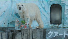 上野動物園のホッキョクグマに氷のプレゼント