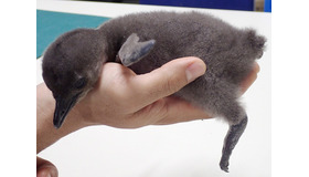 1月13日生まれのケープペンギンの赤ちゃん（生後11日目の写真）