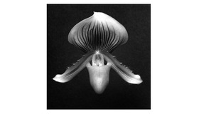 Orchid, 1988 Gelatin Silver Print (C) Robert Mapplethorpe Foundation. Used by permission.