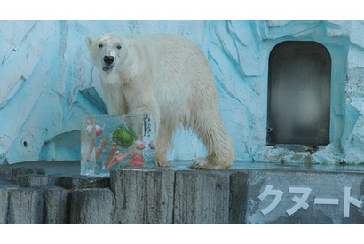 夏に負けるな！　『クヌート』から日本のホッキョクグマへ“氷”暑中見舞い 画像