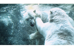 元気になれる動物映画vol.1　絶対行きたい！　逆境に打ち勝った日本最北の動物園 画像