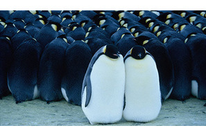 『皇帝ペンギン』レビュー 画像