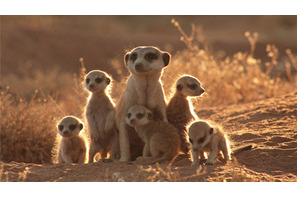 元気になれる動物映画vol.2　家族愛と勇気に涙！　カラハリ砂漠の小さな勇者