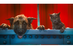 動物好き必見！キュート＆ふてぶてしい犬猫が競演『キャッツ＆ドッグス』特別映像到着