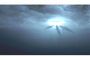 クジラが世界を動かした!?　『だれもがクジラを愛してる。』予告編映像を公開