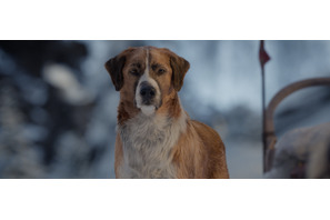 やんちゃな名犬バックの動きに注目『野性の呼び声』冒頭映像公開！ 特別アートのプレゼントキャンペーンも