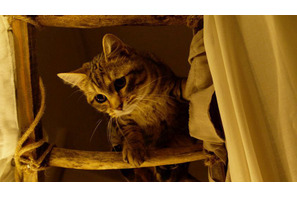 主人公の悲しみに寄り添う…キジトラ猫の“演技”とらえた『ルー、パリで生まれた猫』本編映像