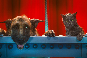 動物好き必見！キュート＆ふてぶてしい犬猫が競演『キャッツ＆ドッグス』特別映像到着 画像
