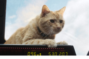 『キャプテン・マーベル』“名猫”グースの映像解禁！ニック・フューリーもメロメロに 画像