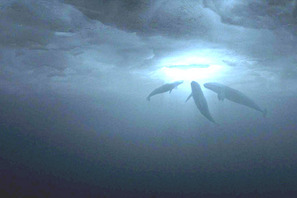 クジラが世界を動かした!?　『だれもがクジラを愛してる。』予告編映像を公開 画像