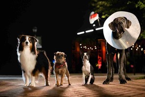 『テッド』のスタジオが贈る、捨て犬たちの復讐珍道中『スラムドッグス』公開 画像