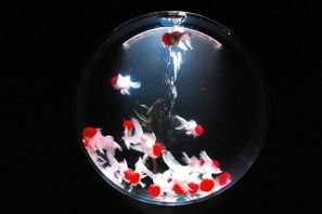 金魚が泳ぐ納涼美　アートアクアリウム2013が日本橋で開催 画像