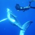 ドキュメンタリー「伊藤英明が大接近！奇跡の海のザトウクジラ ～いのちの星の親子たち～」CBCテレビ