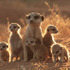 『ミーアキャット』 -Yaffle Films (Meerkats) Limited (C) 2007