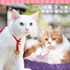 「いやし猫DVD猫侍　玉之丞ときどき春馬」 (C)2015「続・猫侍」製作委員会