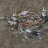 CF000478 Unaltered stomach contents of a Laysan albatross fledgling Midway Island, 2009 (from the series, Midway: Message from the Gyre).