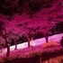 華やかなイルミネーションの光とライトアップされた桜が生み出す幻想的な空間