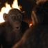 『猿の惑星：聖戦記(グレート・ウォー)』（C）2017 Twentieth Century Fox Film Corporation