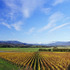 オーストラリアで最も冷涼な気候で知られるワインの名醸地ヴィクトリア州ヤラ・ヴァレーにある「ワイナリー ドメーヌ シャンドン」
