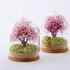 cuccuma「桜の木のドームアレンジ」各4,800円