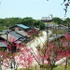 紅い桜。日本で育つと桜ってすごーく心に沁みるんですね。見るだけで切ない。