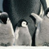 『皇帝ペンギン』　サブ１