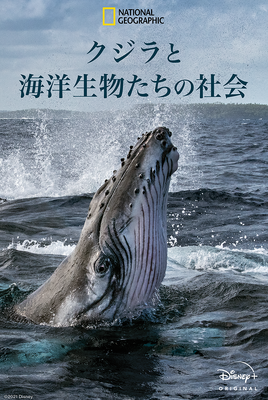 「クジラと海洋生物たちの社会」（C） 2021 NGC Network US, LLC. All rights reserved.