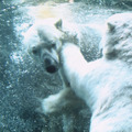 『旭山動物園物語　ペンギンが空をとぶ』 -(C) 2008『旭山動物園物語』製作委員会