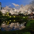 六本木ヒルズと毛利庭園の夜桜。