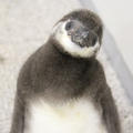 ペンギンの赤ちゃんの名前が「たいこ」に！「すみだ水族館」15,000通の応募から・画像